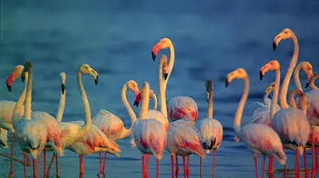 Bundala flamingos
