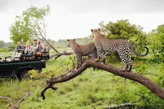 Yala leopard safari